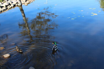 reflection of trees in water