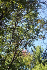 autumn in the forest