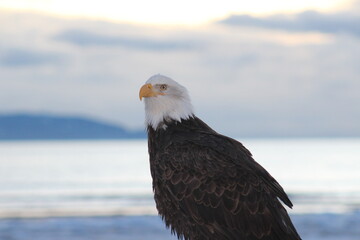 american bald eagle