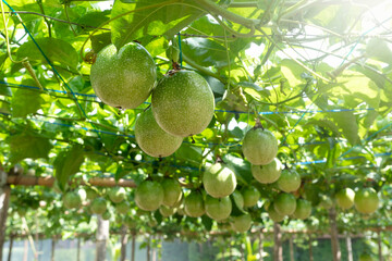 Passion fruit on the tree in passion fruit farm.