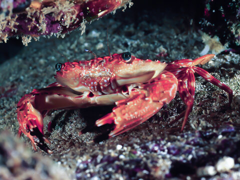 Swimmer Crab between rocks, Hawaii