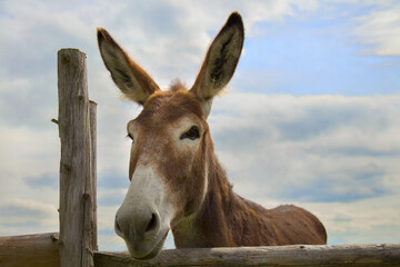 donkey big ears on blue cloudy sky wooden fence farm animal livestock