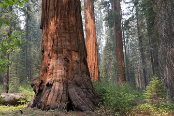 Redwood tree trunk