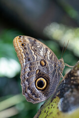 Fototapeta premium Morphos butterfly on the side