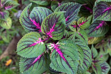 Purple lines in green leaves