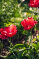 A group of red tulips