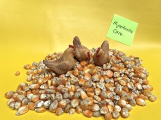 Micotoxin Care in Corn for Poultry Feed