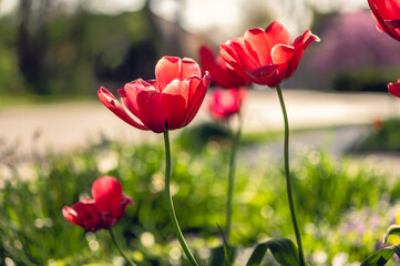 Obraz premium A group of red tulips
