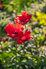 A group of red tulips