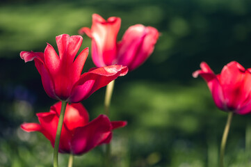 Obraz premium A group of red tulips