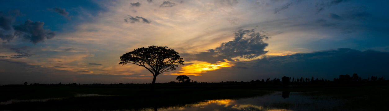 panoramic silhouette trees with sunset The acacia tree is a shadow against the setting sun. Dark trees on open field, dramatic sunrise.