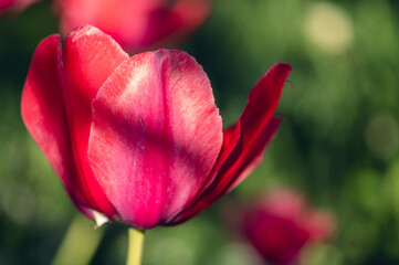 Naklejka premium Close-up of a pink tulip