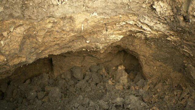 Erosion damage field subsoil tractor track hole pit soil inappropriately managed earth land degradation field. Intensive agriculture. Vadose zone poor farm farming without trees draws.