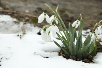 Beautiful blooming snowdrops growing outdoors, space for text. Spring flowers