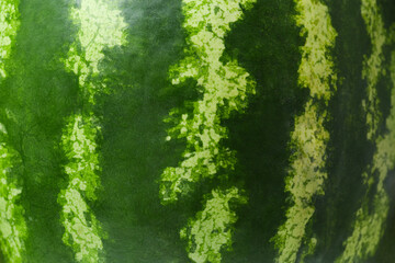 Fototapeta premium Whole ripe watermelon as background, closeup view