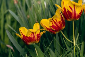 Yellow and red tulips in the Spring