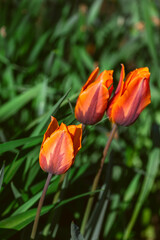 A group of orange and purple tulips