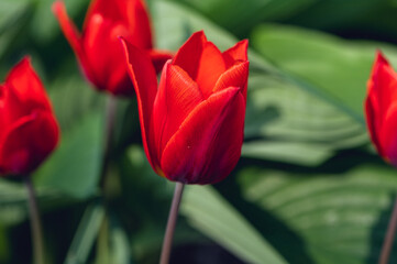 A group of red tulips