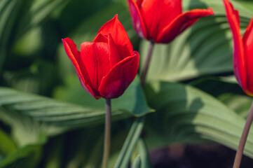 A group of red tulips