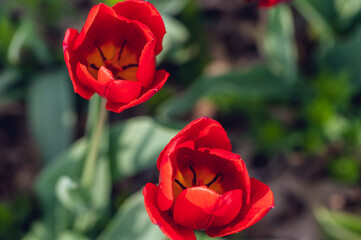 A group of red tulips