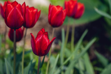 A group of red tulips