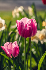 Fototapeta premium Two pink tulips in the Spring