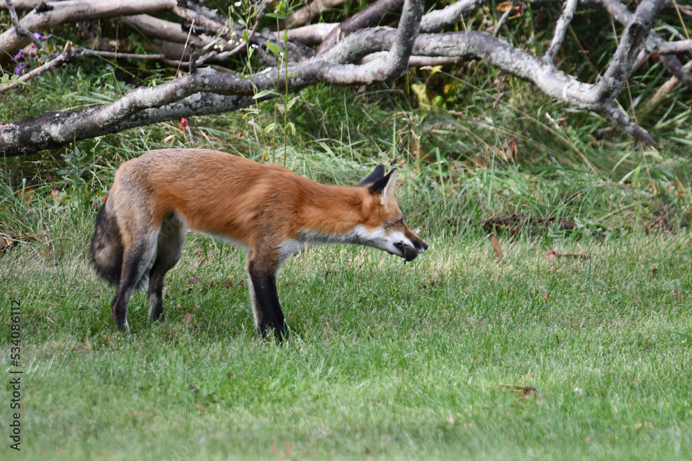 Poster A red fox hunts along the edge of an urban park and catches a mouse in the tall grass