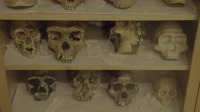 This video shows a scientific cabinet with shelves full of prehistoric human skulls.