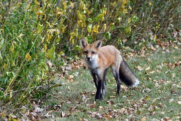 A red fox hunting along the edge of an urban park and stops and  pauses when he sees photographer watching him