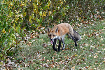 A red fox hunts along the edge of an urban park and catches a mouse in the tall grass and tries to clear his throat after swallowing it