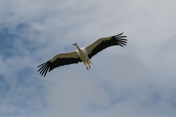 stork in flight