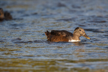 Colvert in the river