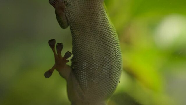 This video shows a macro view of the underside of a gecko lizard on a glass wall.