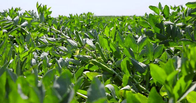 Green beans in sunny windy weather, green foliage and bean pods on agricultural fields
