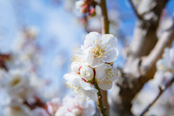 吉野公園の白梅の花	