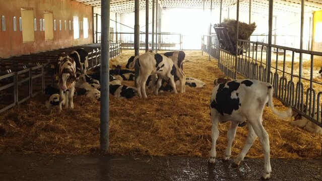 Brown calves on dairy farm. Feeding in cowshed barn. Mammal animal stand in stall and chew some food. Agriculture industry