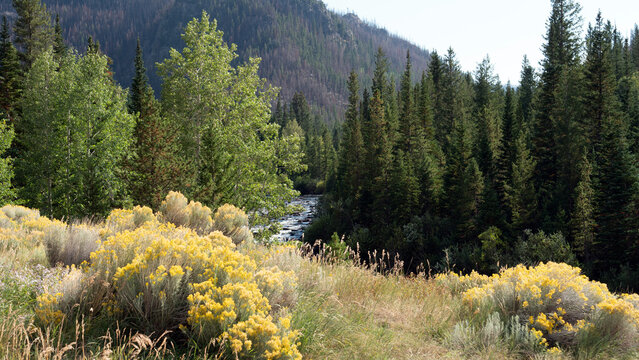 Beautiful view of the Cache La Poudre Wild and Scenic River in Colorado