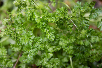 parsley on the table
