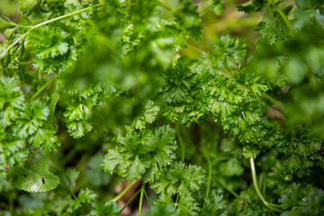 parsley in the garden
