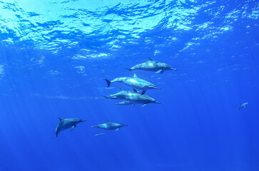 Fernando de Noronha, Brazil - Spinner dolphins swimming in crystal-clear tropical waters © cabuscaa