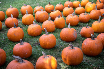 pumpkins on a market