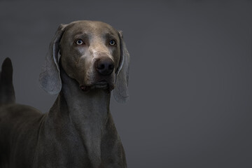  2022-07-12 HEAD SHOT OF A ADULT WEIMARANER WITH YELLOW TINTED EYES AND A FADED GRAY BACKGROUND-