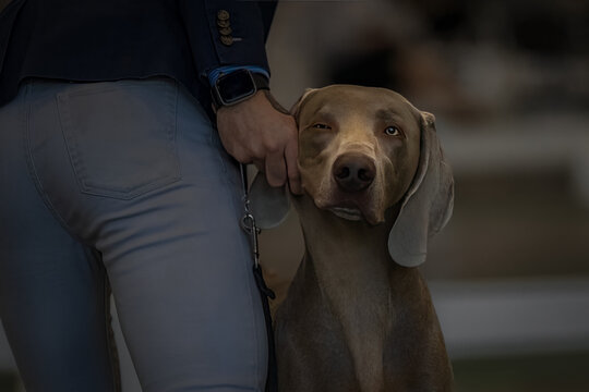 2022-07-11 GRAY WEIMRANER DOG LOOKING STRAIGHT INTO THE CAMERA WITH ONE OF HIS BEAUTIFUL EYES BEING SHOVED CLOSED BY A HANDLER IN A SHOW RING-
