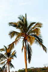 Fototapeta na wymiar Coconut tree on the red beach of urca in Rio de Janeiro.