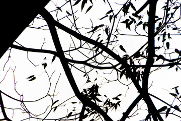 silhouette of a tree branch in Rio de Janeiro.