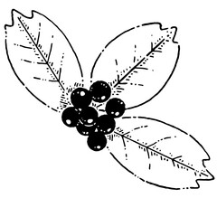 モノクロのヒイラギ クリスマス素材