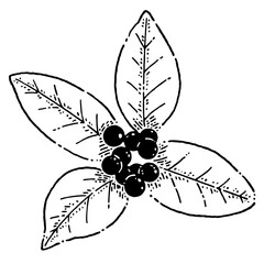 モノクロのヒイラギ クリスマス素材