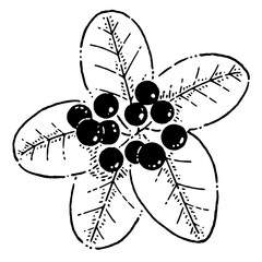 モノクロのヒイラギ クリスマス素材