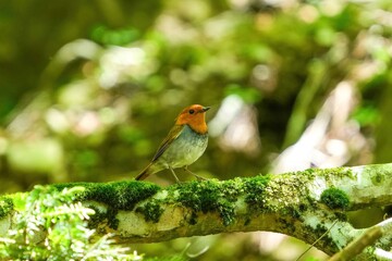 木漏れ日浴びながら苔むした倒木の上でくつろぐコマドリ成鳥 オス