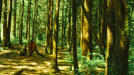 Dappled sunlight on moss-covered tress in a BC urban forest park.